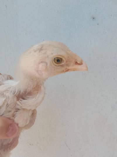 heera chick