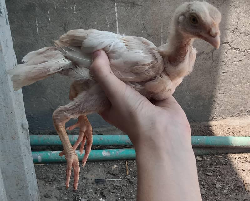 heera chick 1