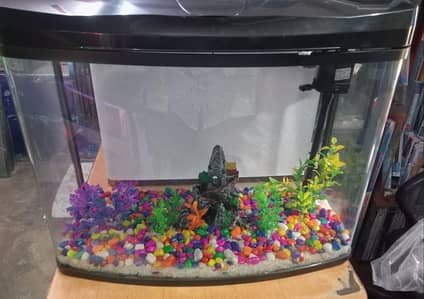 imported curved glass minjiang Aquarium For Sale (67ltrs)