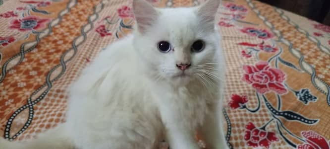 Beautiful Cats Available for Sale
