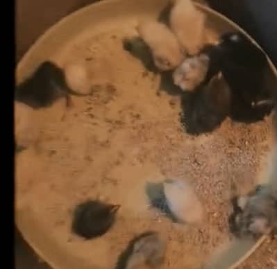 Golden misri chicks