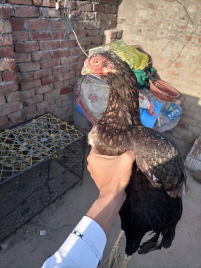 Shamo cross main wali aseel murgi active healthy