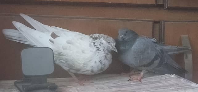 Beautiful Pigeon Pair (house pets - up for adoption)