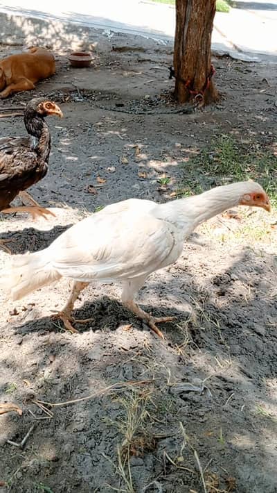Mianwali chicks & eggs