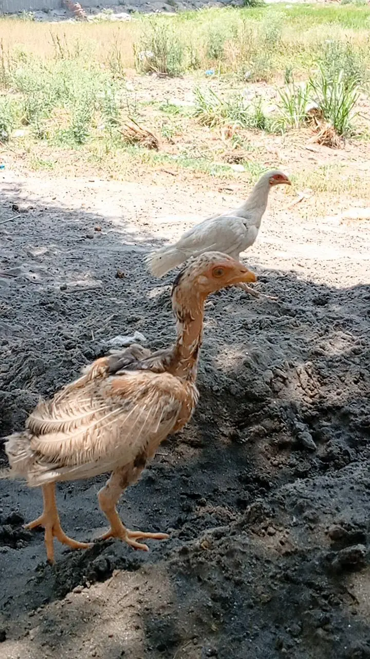 Mianwali chicks & eggs — photo 2