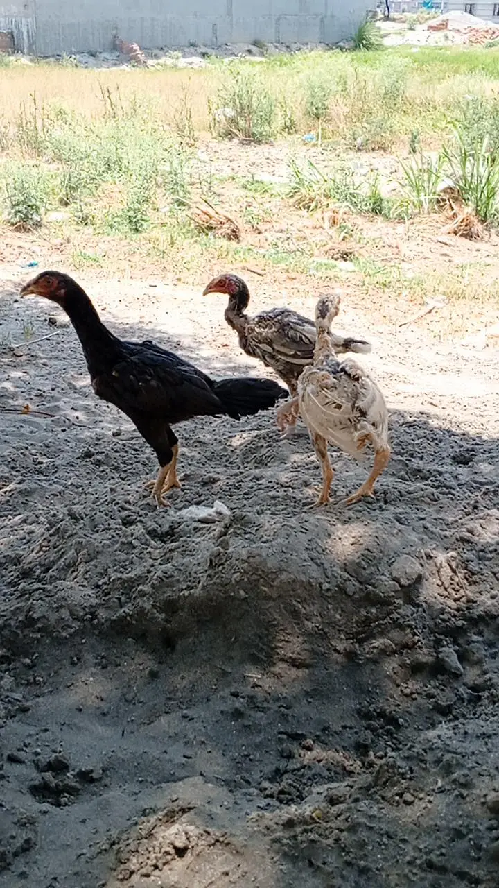 Mianwali chicks & eggs — photo 3