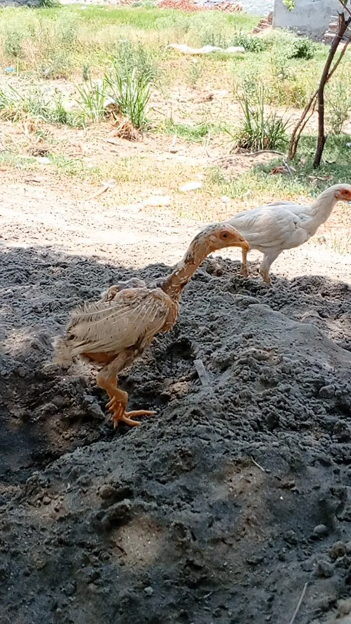 Mianwali chicks & eggs — photo 4