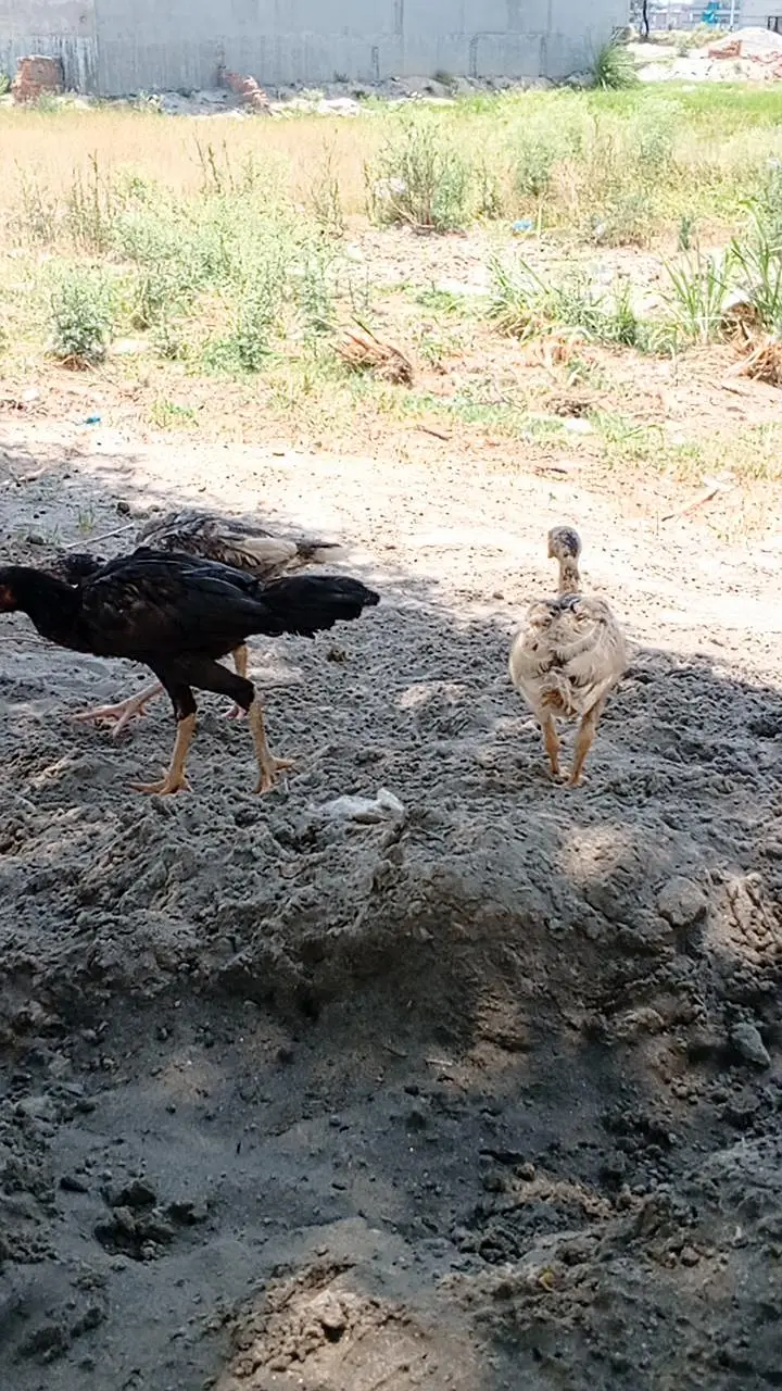 Mianwali chicks & eggs — photo 5