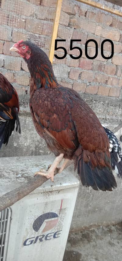 aseel hens