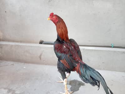 long hight Aseel murgha for sale 03052593845