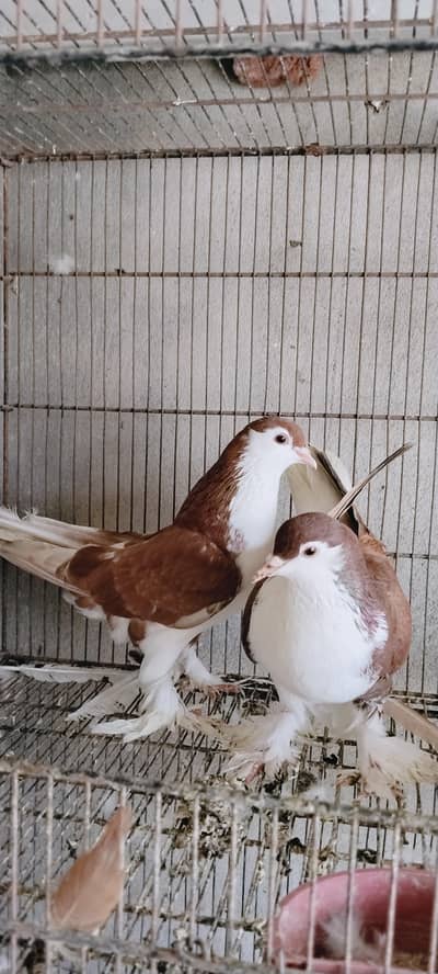 sherazi for sale breeding pairs