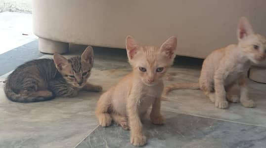local cat 's kittens for adoption
