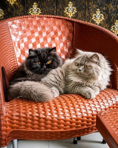 2 male persin cats for sale