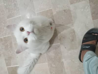 persian cat for sale