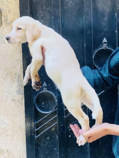 Labrador puppy