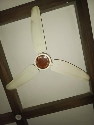 ROYAL FANS (5)