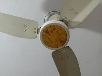 Royal fan