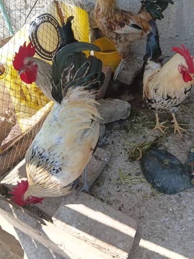  Desi Murghay For Sale 