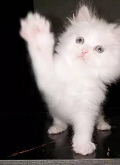 selling cat kitans tareepal cottid male litar Taran