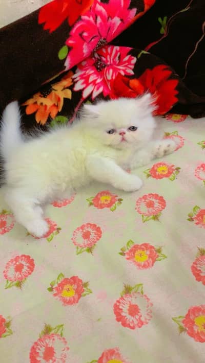 FLUFFY X-PUNCH KITTEN.