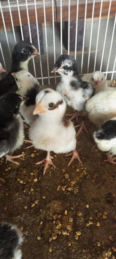 Lasani Mushka Heera White Aseel chicks