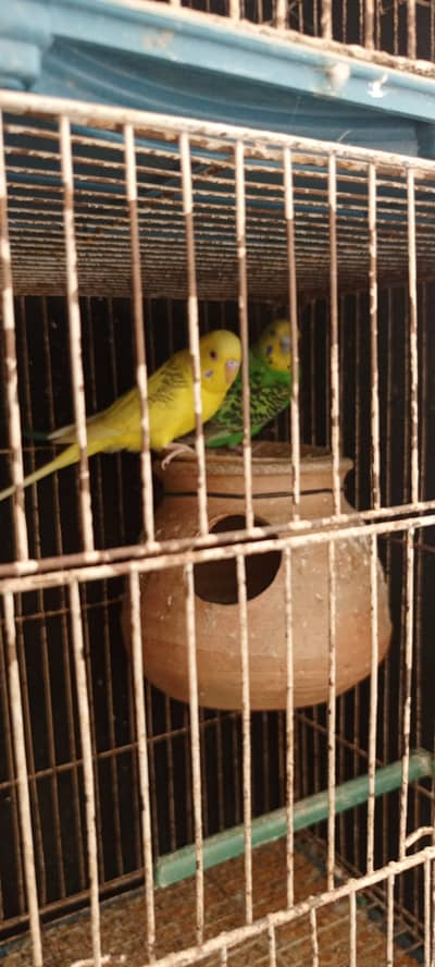 Australian Parrot