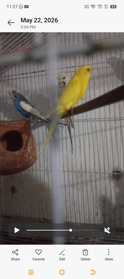 2 bajri pair for sall 03274991518