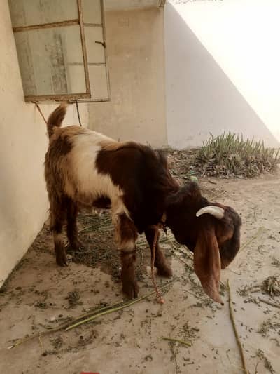 "1 Year Healthy Andu Bakra For Sale - Karachi"