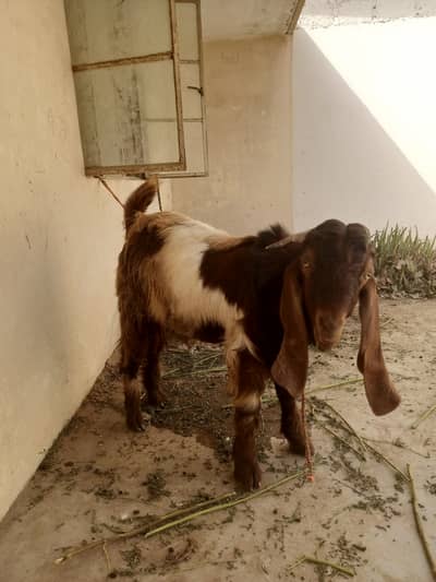 "1 Year Healthy Andu Bakra For Sale - Karachi"