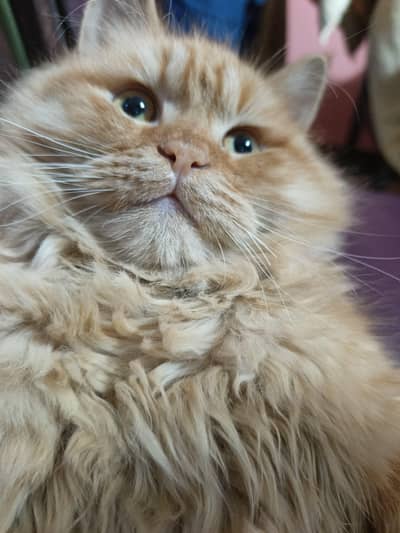 Persian cat for sale