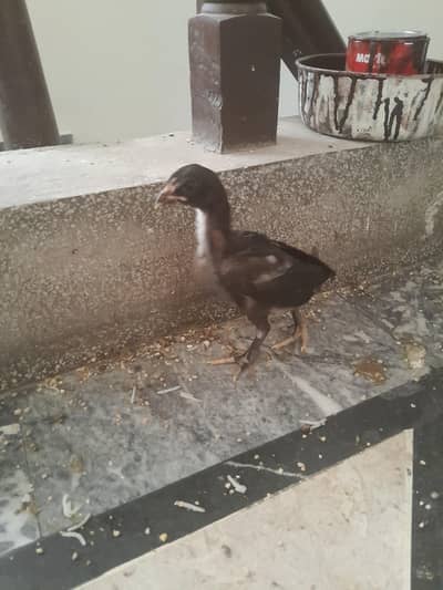 Mianwali Lasani mix chicks
