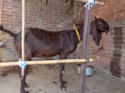 dasi bakri 2dant nagri