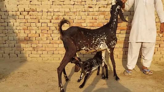 Desi Bakri Our 1 Bacchon Ka Sath For Sale/ 03102718718