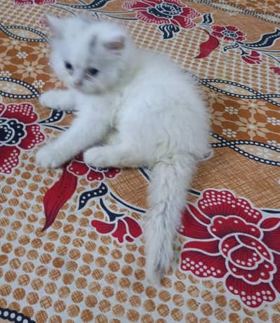 Beautiful Cat Available for sale