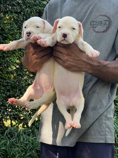 DOGO ARGENTINO pedigreed puppies