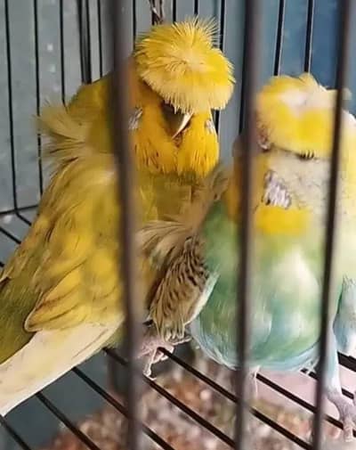 Exhibition Hogorormo Budgies