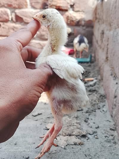 6 Chiks