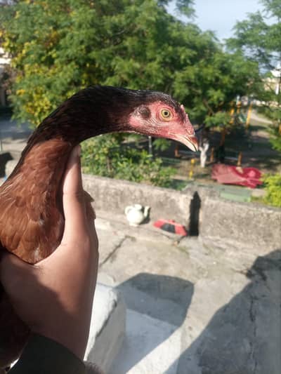 Aseel Madi Foesale | confirm figher bloodline | Eggs da rahi ha