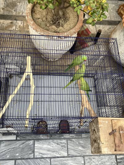 1 male 2 female +cage