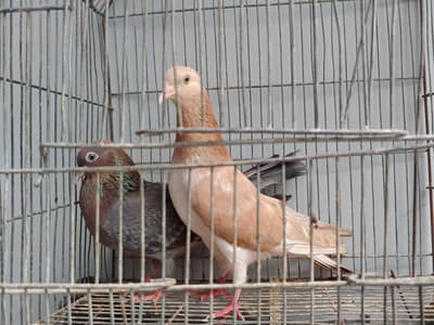 patti wala phatta phatti pair for sale. . .