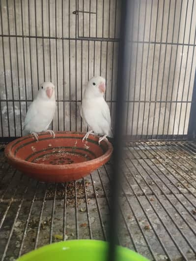 love bird 