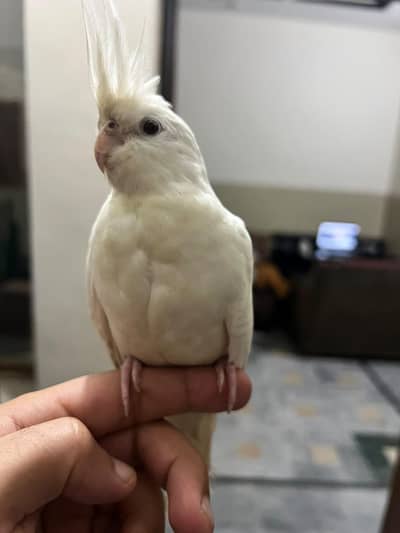Eno Cockatiel (cocktail) & pineapple conure