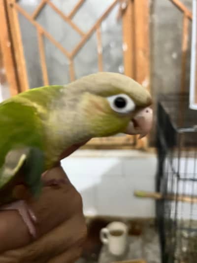 Pineapple conure