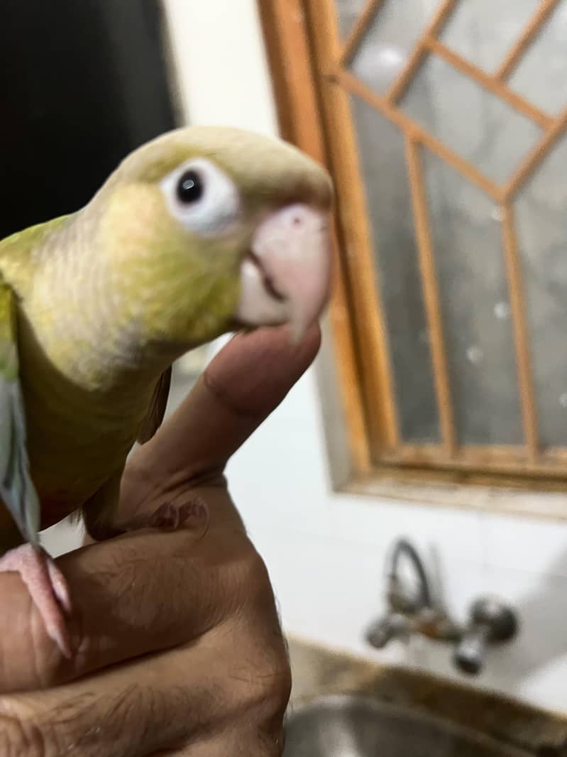 Pineapple conure 1