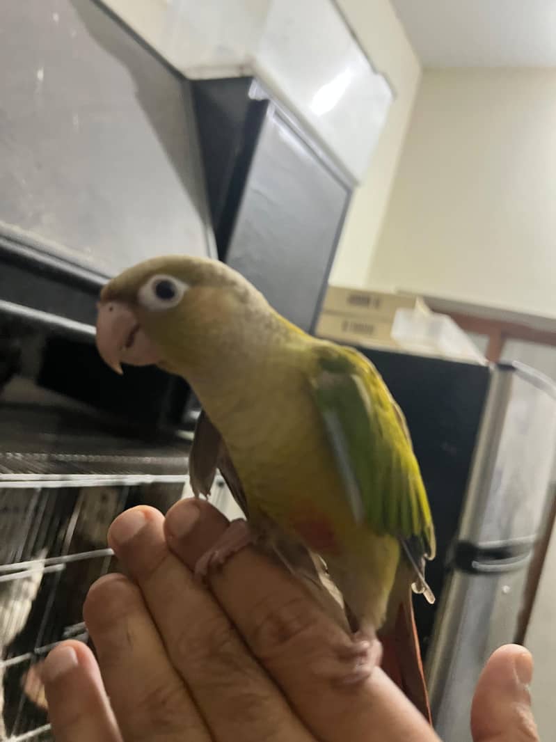 Pineapple conure 2