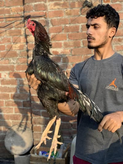 Thai Aseel Breeder Male Black