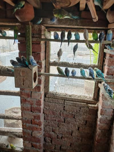 Australian budgie for sale