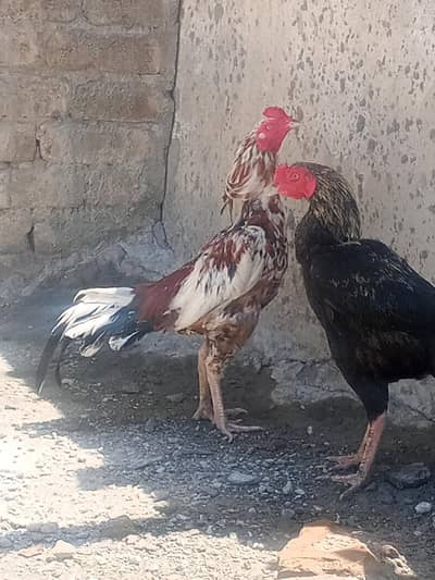 chena aseel murga and 2 cheni murgian