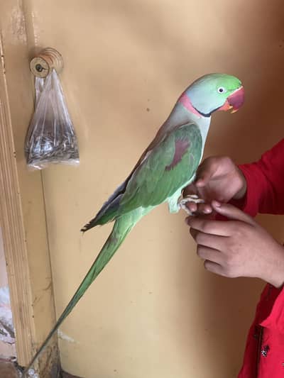 Raw parrot