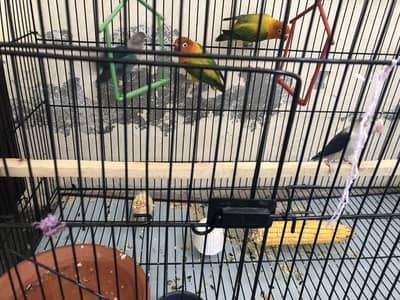 Lovebird